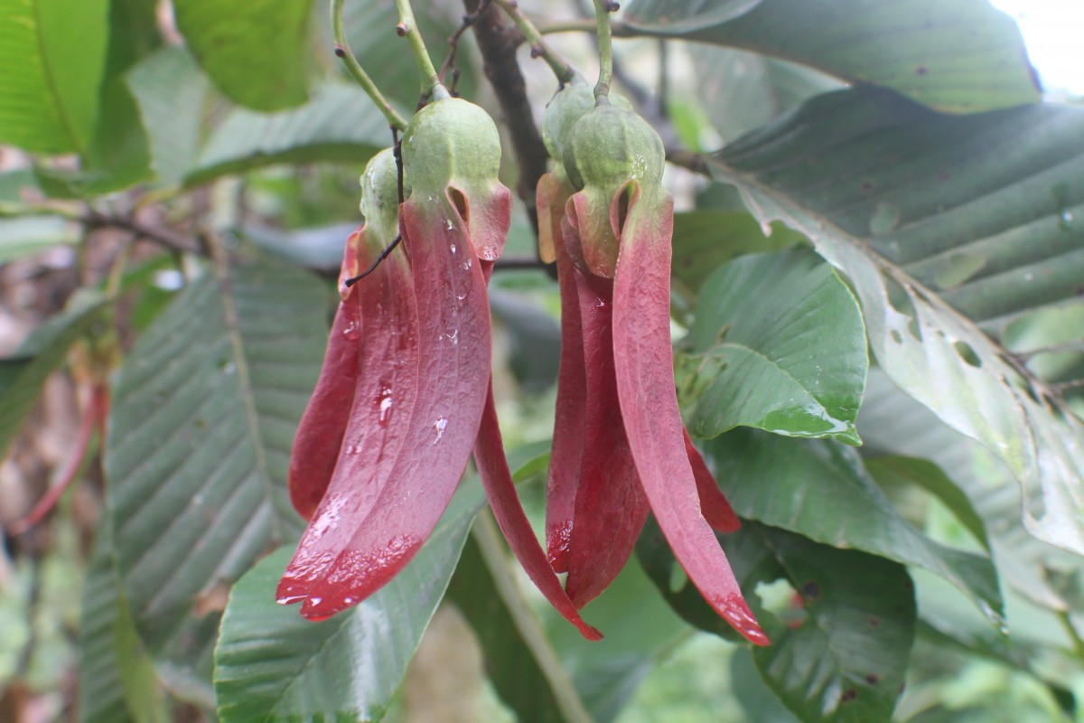 Dipterocarpus zeylanicus Thwaites